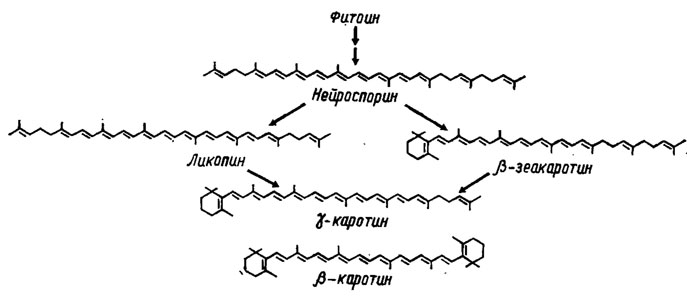 Рис. 5.9. Биосинтез (3-каротина и у-каротина у грибов из алифатических форм каротиноидов (Weete, 1980)