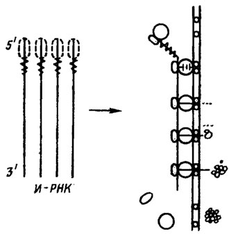 Рис. 6.1. Гипотетическая модель синтеза и секреции экзоэнзима. Сигнальный кодой информационной РНК обозначен как область зигзага, сигнальная последовательность в начале нативного протеина - как пунктирная линия. Направо - изменение конформации и выделение через клеточную мембрану в среду синтезированного энзима (Borris, 1981)
