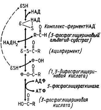 Рис. 6.2. Механизм фосфорилирования, сопряженный с окислением фосфоглицерииового альдегида в 1,3-фосфоглицериновую кислоту: Е - энзим (дегидрогеназа); Ф - фосфат (Девис и др., 1966)