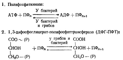 Рис. 6.4. Реакции полифосфат-синтезирующих ферментов у бактерий и грибов (Кулаев, 1975)