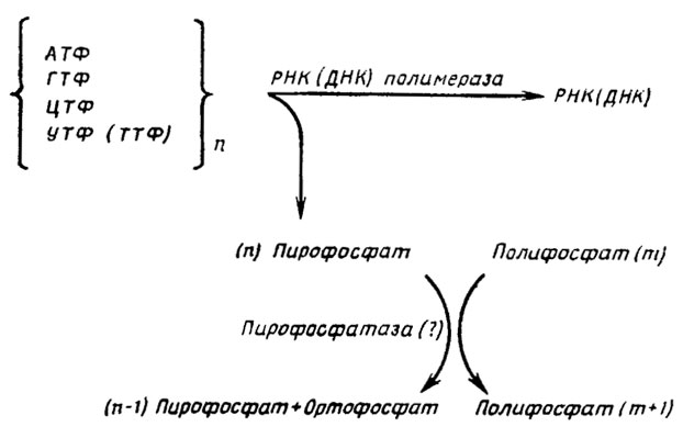 Рис. 6.6. Схема сопряженного синтеза полифосфатов и биосинтеза РНК и ДНК (Кулаев, 1975)