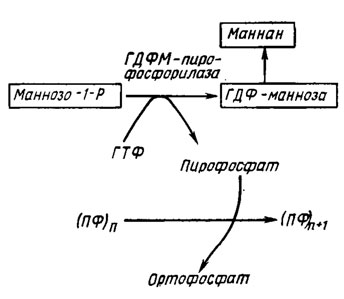 Рис. 6.7. Схема, объясняющая корреляцию накопления полифосфатов у Saccharomyces carlsbergiensis (Кулаев, 1975)