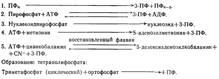 Таблица 6.1. Способы образования триполифосфатов и тетраполифосфатов (Кулаев, 1975). Образование триполифосфатов:
