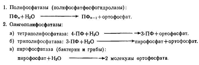Таблица 6.3. Ферменты грибов и бактерий, расщепляющие полифосфаты (1 - полифосфатазы с оптимумом рН 7,1-7,5 / Кулаев, 1975)