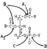 Рис. 6.9. Места действия на фосфолипиды фосфолипаз А1, А2, В, С и Д (Weete, 1980)