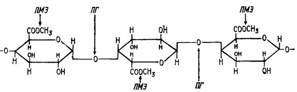 Рис. 6.11. Действие на пектин полигалактуроназы (ПГ) и пектинметилэстераэы (ПМЭ) (Банфилд, 1963)