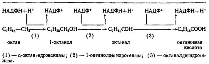 Таблица 6.8. Схема окисления n-октана Candida lipolytica при участии цитохрома Р-450 (Weete, 1980)
