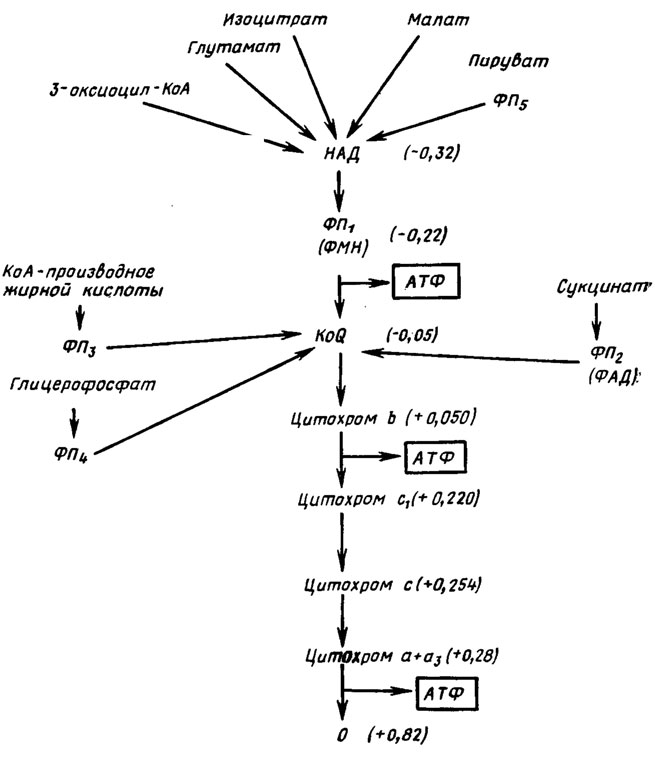 Рис. 6.18. Места вхождения электронов от различных субстратов в дыхательную цепь и места окислительного фосфорилнрования: ФП - флавопротеины; в скобках уровни E0', V (Ленниджер, 1974)
