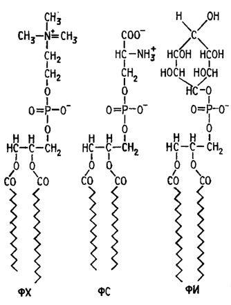 Рис. 7.1. Фосфоглицериды клеточных мембран: ФХ - фосфатидилхолин; ФС - фосфатидилсерин; ФИ - фосфатидилинозит (Либберт, 1976)