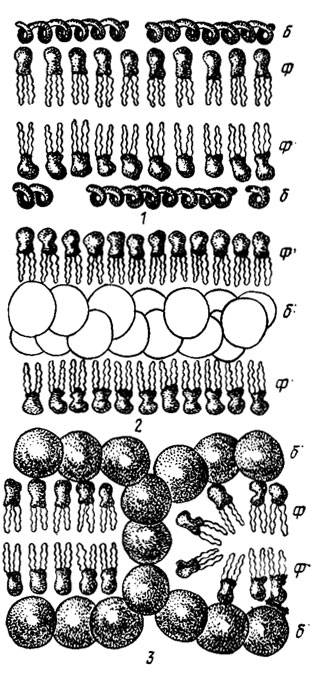 Рис. 7.2. Структуры клеточных мембран, составленных: 1 - из фосфолипидов и фибриллярных белков; 2 - из фосфолипидов и нейтральных глобулярных белков; 3 - из фосфолипидов и полярных глобулярных белков; Ф - фосфолипиды; Б - белки (Либберт, 1976)