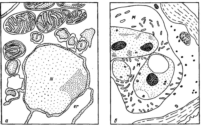 Рис. 7.4. Схематическое изображение митохондрий высокоактивного штамма Penicillium chrysogenum в мицелии из погруженной культуры при ферментации пенициллина: а - после 24 ч. роста; митохондрии с кристами; N - ядро; G - лузырьки аппарата Гольджи; вr - эндоплазматический ретикулум; б - после 72 ч. роста; М - слитный хондриом с различно расположенными кристами в его матриксе (по Kurylowicz et al., 1980)