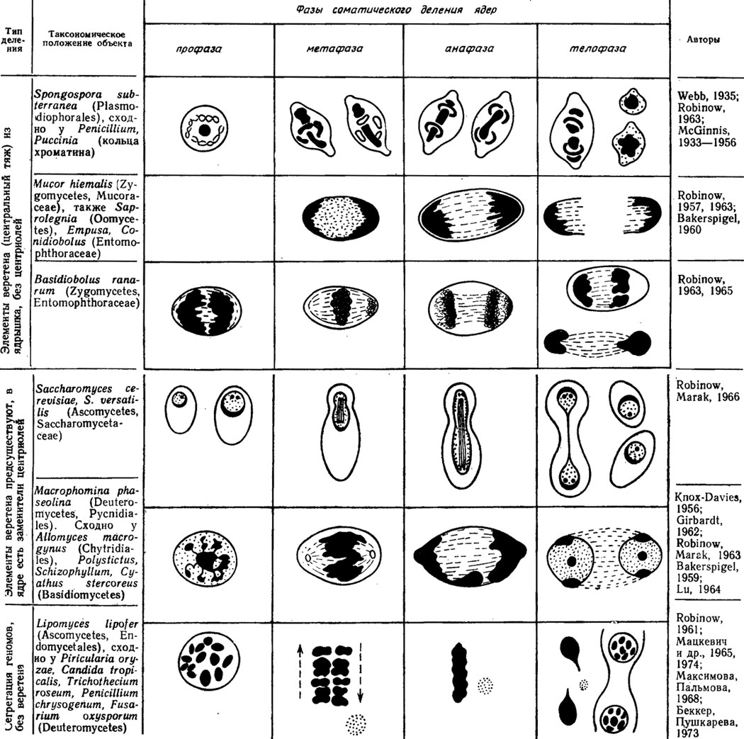 Рис. 7.5. Сводная схема типов соматических делений ядра у грибов с помощью аппарата веретена различного происхождения, способом сегрегации хромосом и скольжения геномов