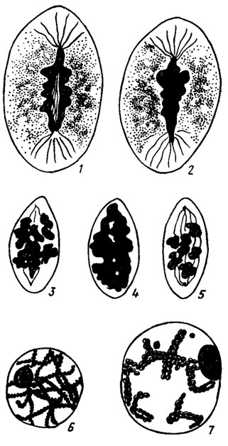 Рис. 7.6. Слияние хромосом и распределение их по длине веретена в метафазе в вегетативных гифах грибов ржавчины (1-5). Формирование бивалентов хромосом в профазе деления (6-7) (Курсантов, 1915)