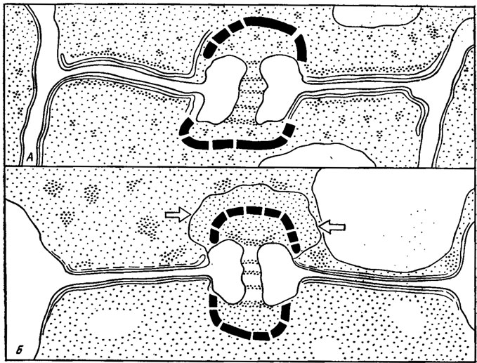 Рис. 7.10. Схема долипор плодового тела базидиомнцета Agrocybe praecox: a - септа гимениальной области; б - септа в пограничной области между гимением и субгимением. Электронно-плотный колпачок присутствует только со стороны субгимеиия (стрелки); такие же колпачки окружают с обеих сторон септы долипоры, расположенные в ткани остального субгимеиия (Gull, 1978)