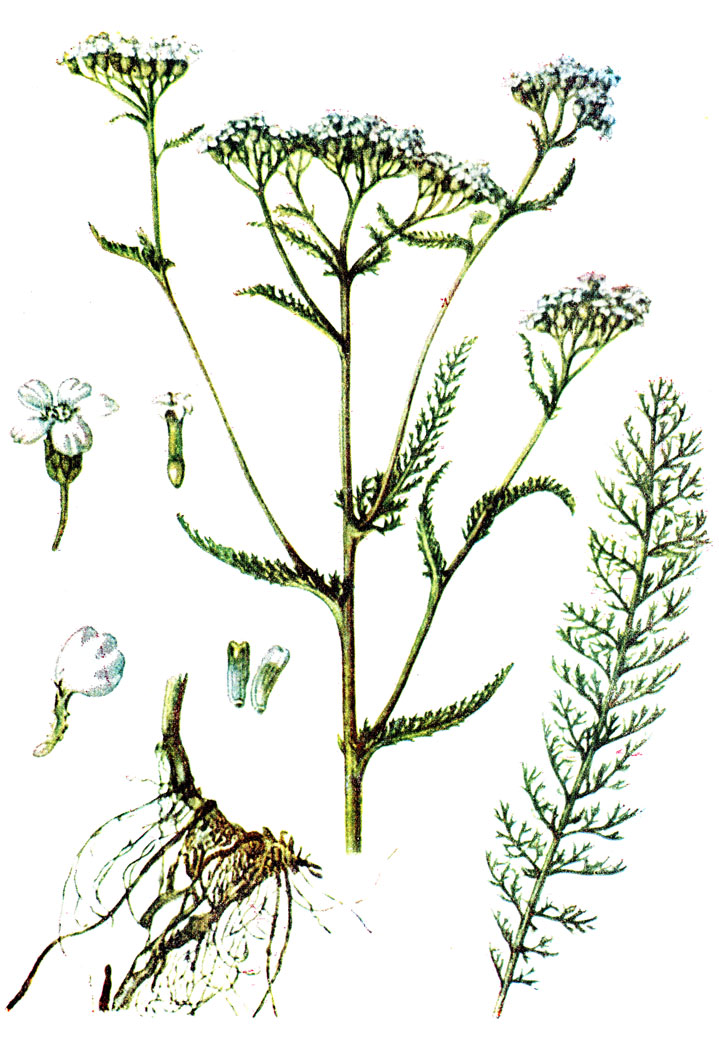 . 1. Achillea millefolium L.-  