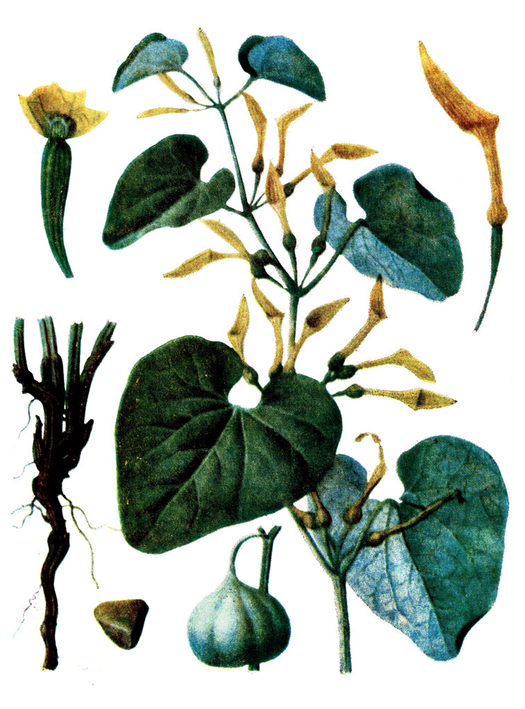 . 11. Aristolochia clematitis L.-  