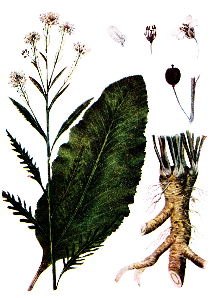 . 12. Armoracia rusticana P. Gaertn.- 