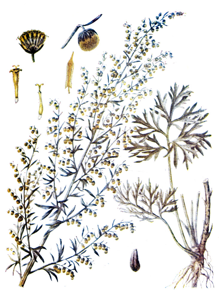 . 14. Artemisia absinthium L.   