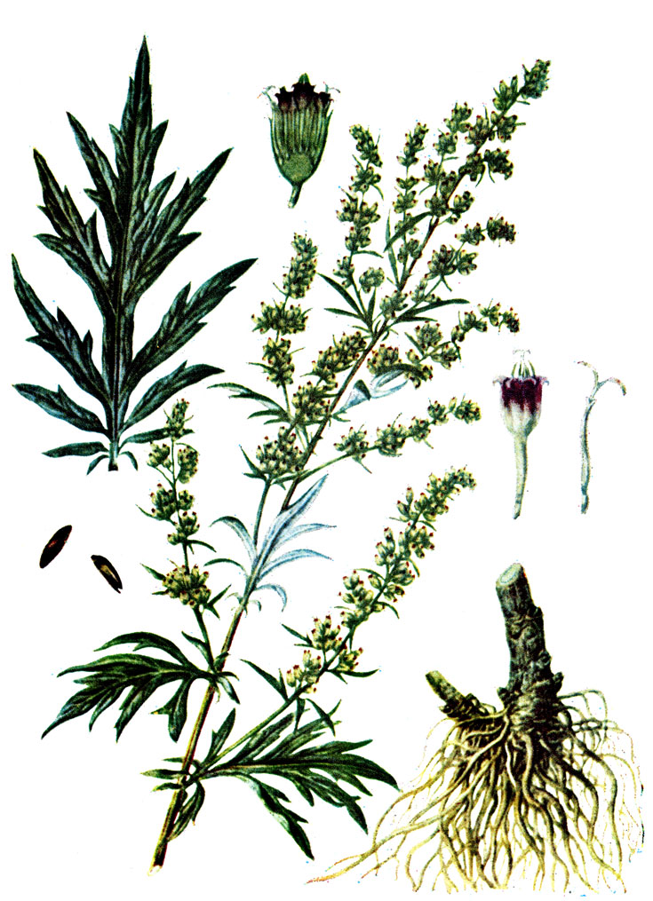 . 15. Artemisia vulgaris L.-   ()