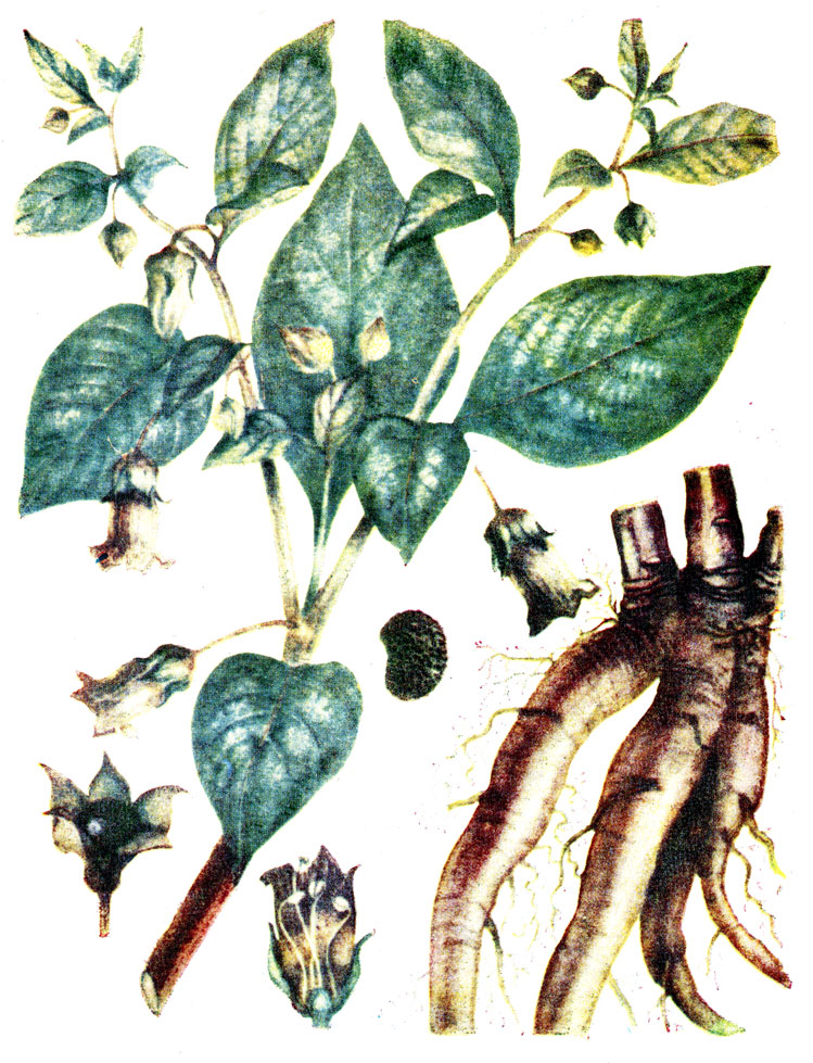 .   19. Atropa belladonna L.-  ()