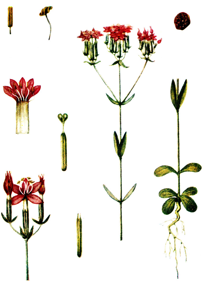 . 26. Centaurium dmbellatum Gilib.-   