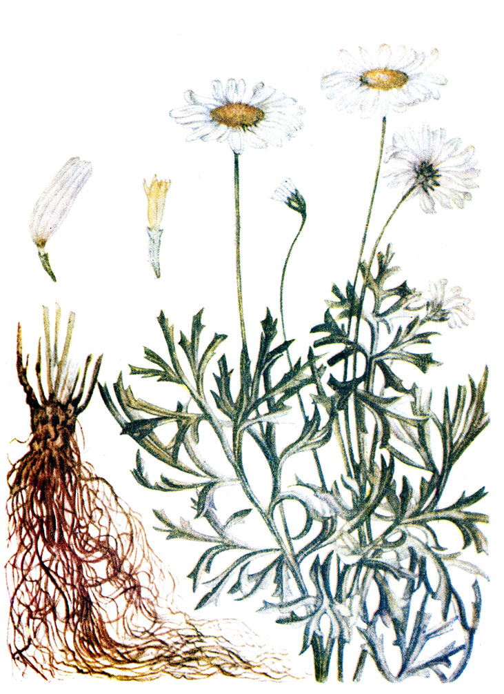 . 30. Chrysanthemum cinerariaefolium (Trev.) Vis.-  