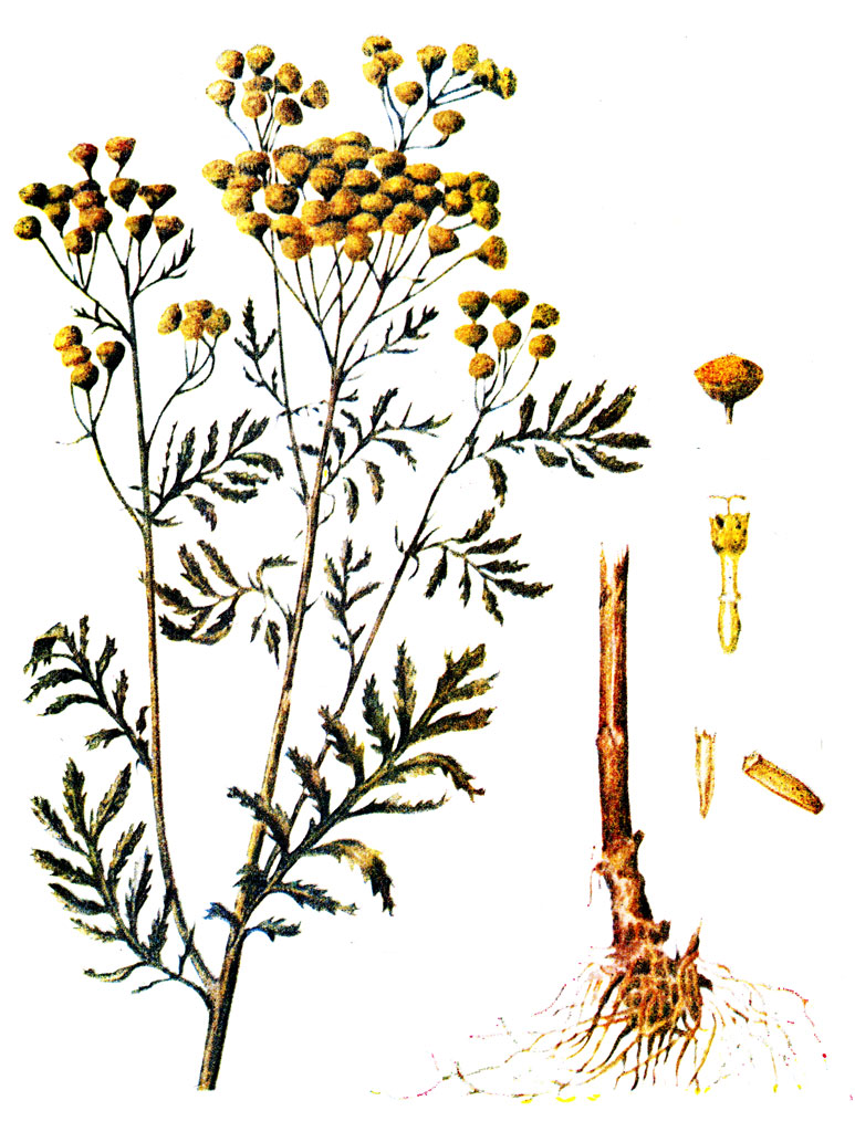 .   31 Chrysanthemum   vulgare Bernh. (Tanacetum vulgare L.)   