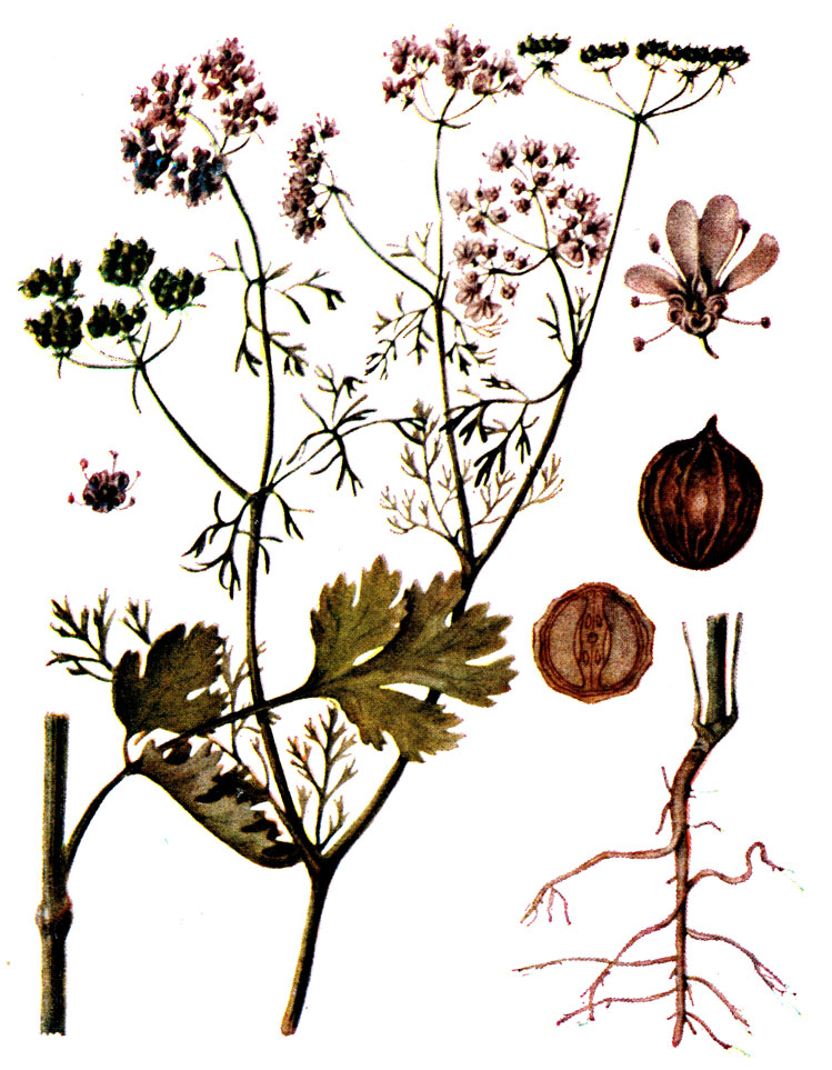 .   34. Coriandrum sativum L.   