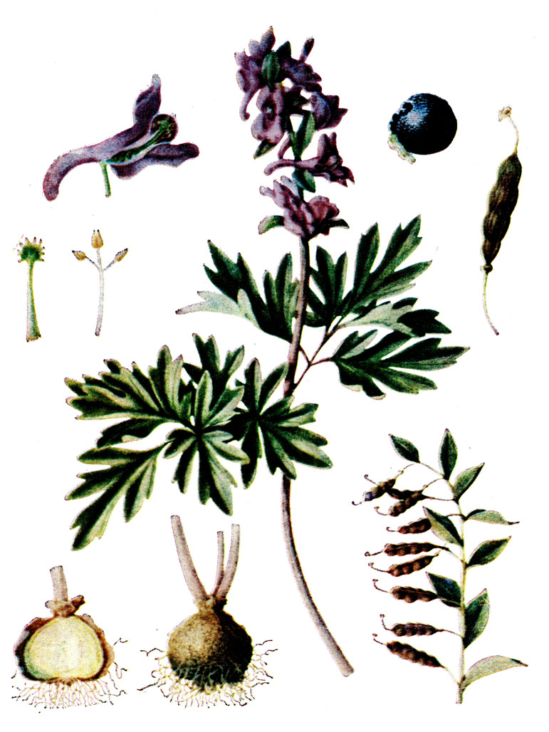 .   35. Corydalis cava (L.) Schweigg. et Koerte    