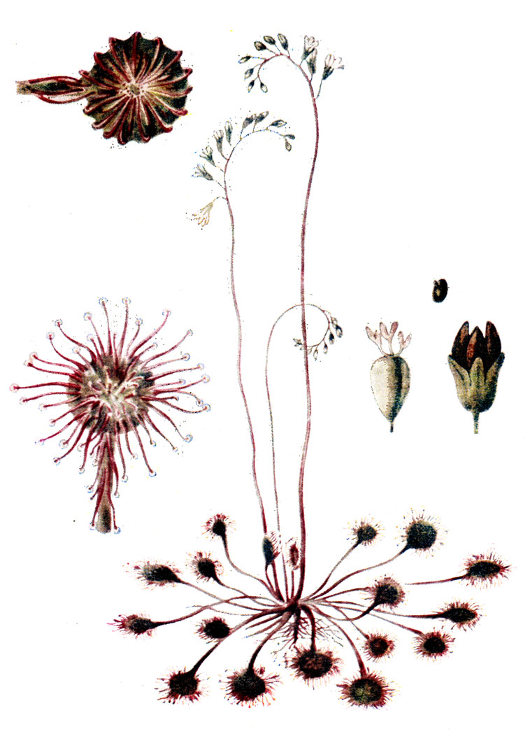 . 41. Drosera rotundifolia L.-  