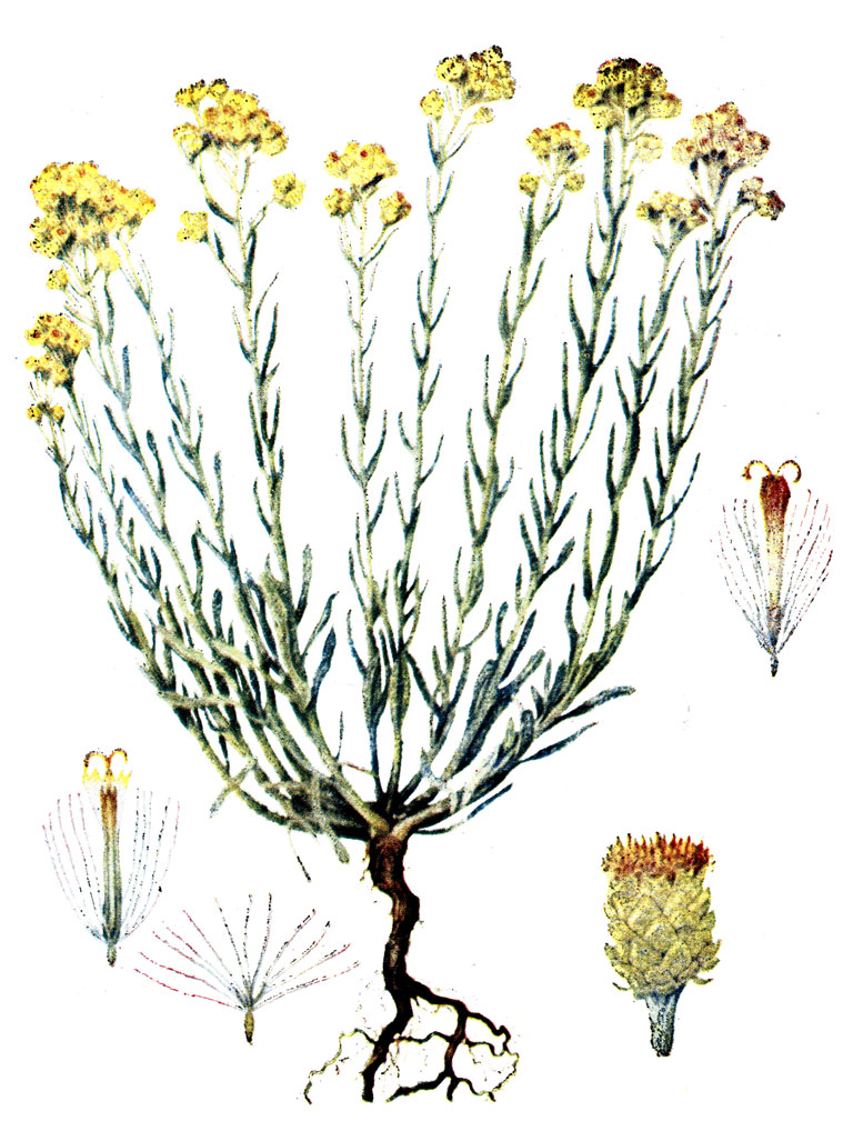 . 51. Helichrysum arenarium (L.) DC.-  