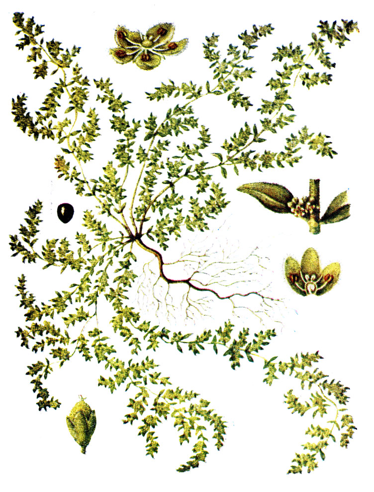 . 52. Herniaria glabra L.-  