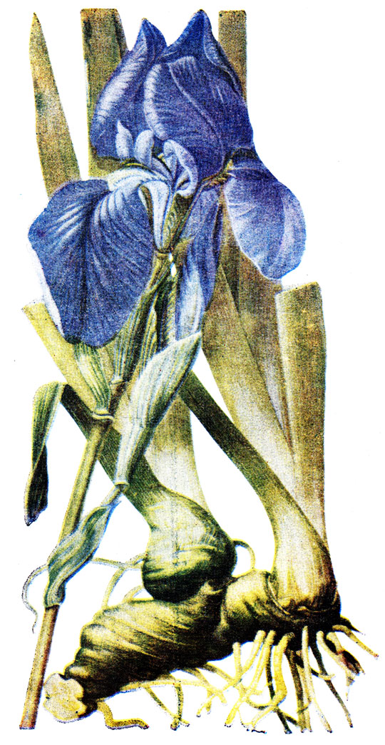 . 59. Iris germanica L.-  