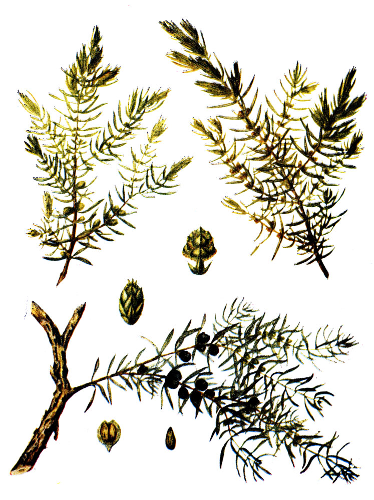 .   60. Juniperus communis L.  