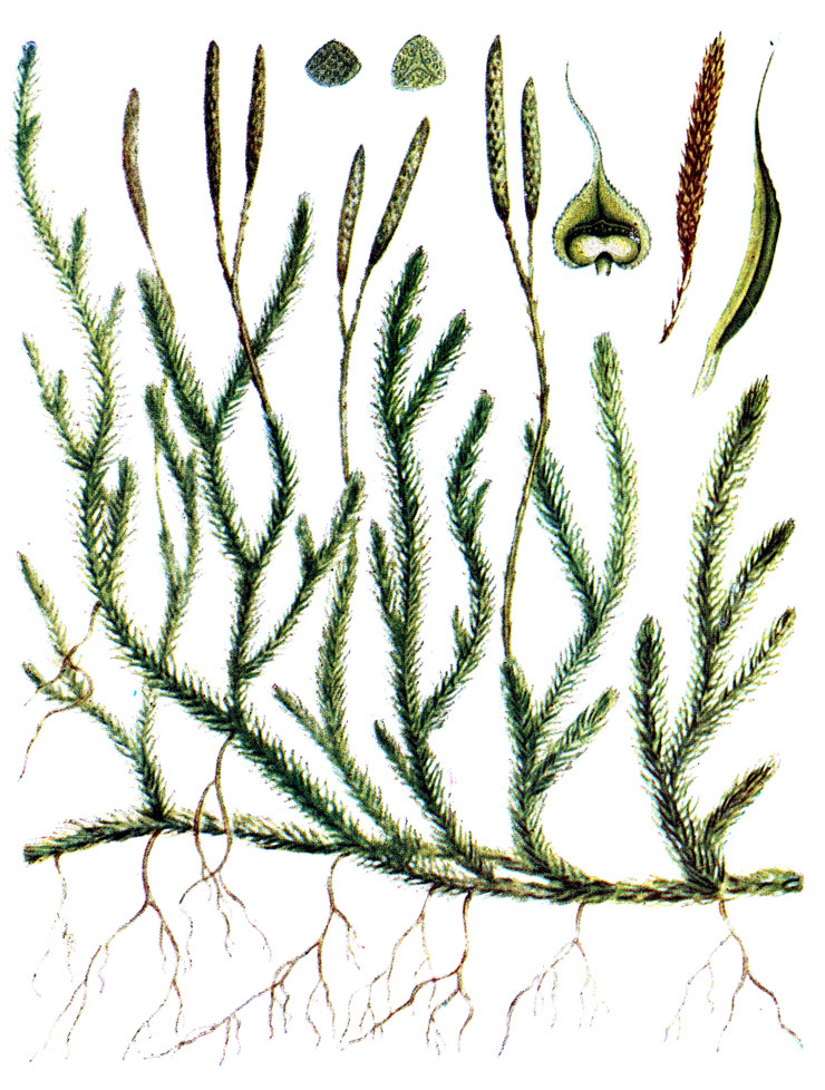 .   65. Lycopodium clavatum L.  