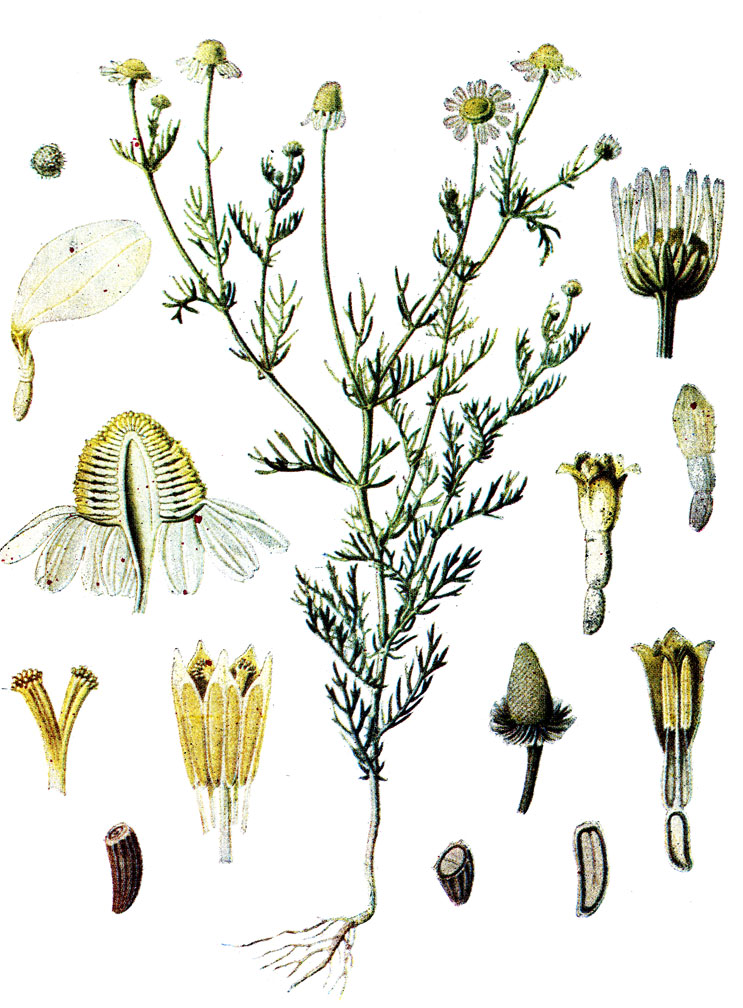 . 68. Matricaria chamomilla L.   ()