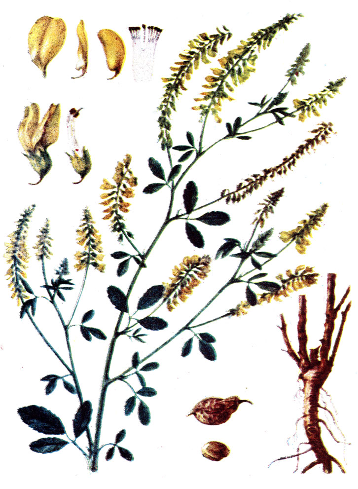 . 69. Melilotus officinalis (L.) Medic.  