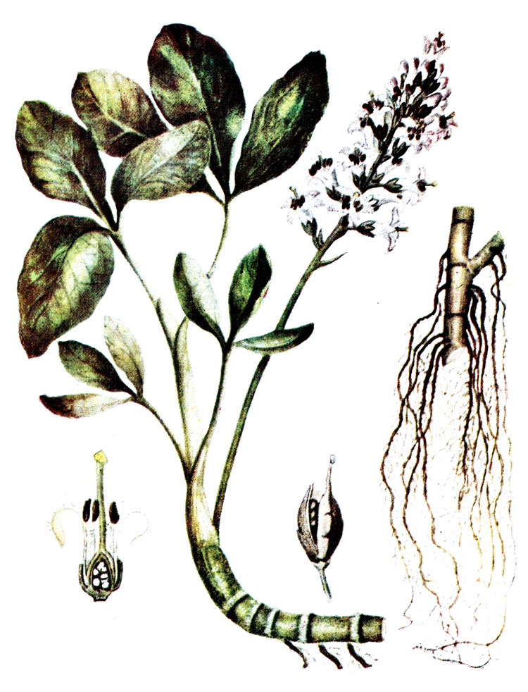 . 72. Menyanthes trifoliata L.  