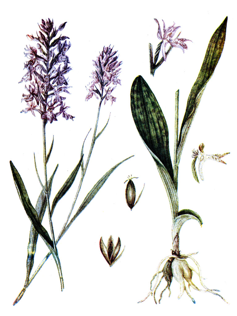 .   74. Orchis maculata L.  