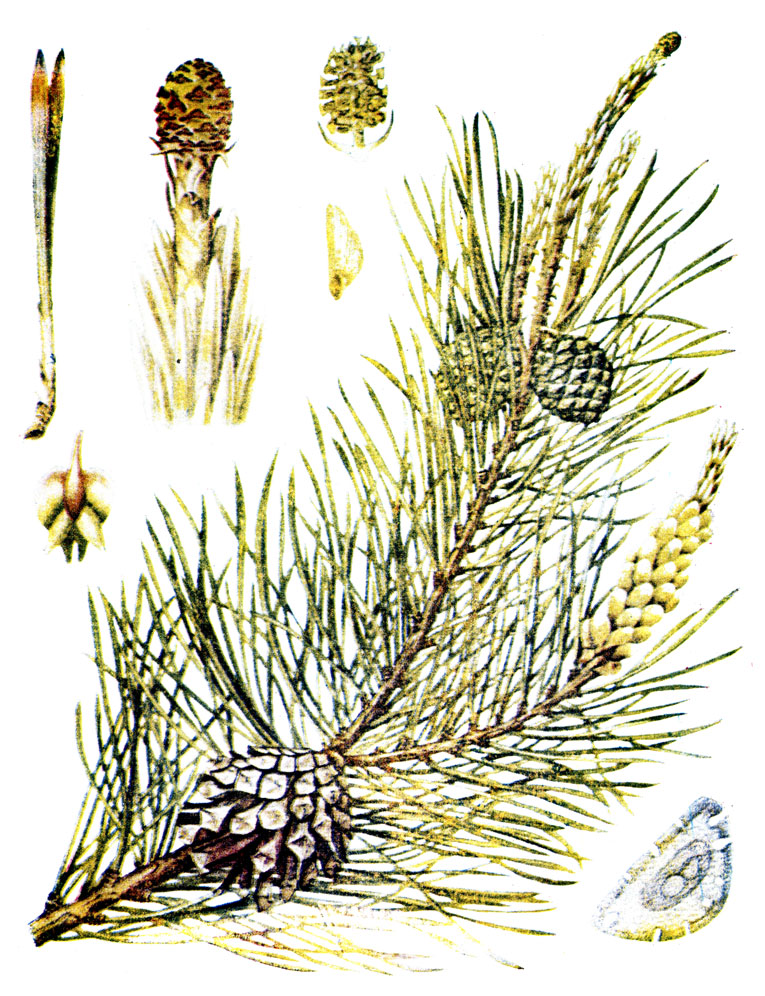 . 82. Pinus sylvestris L.-  