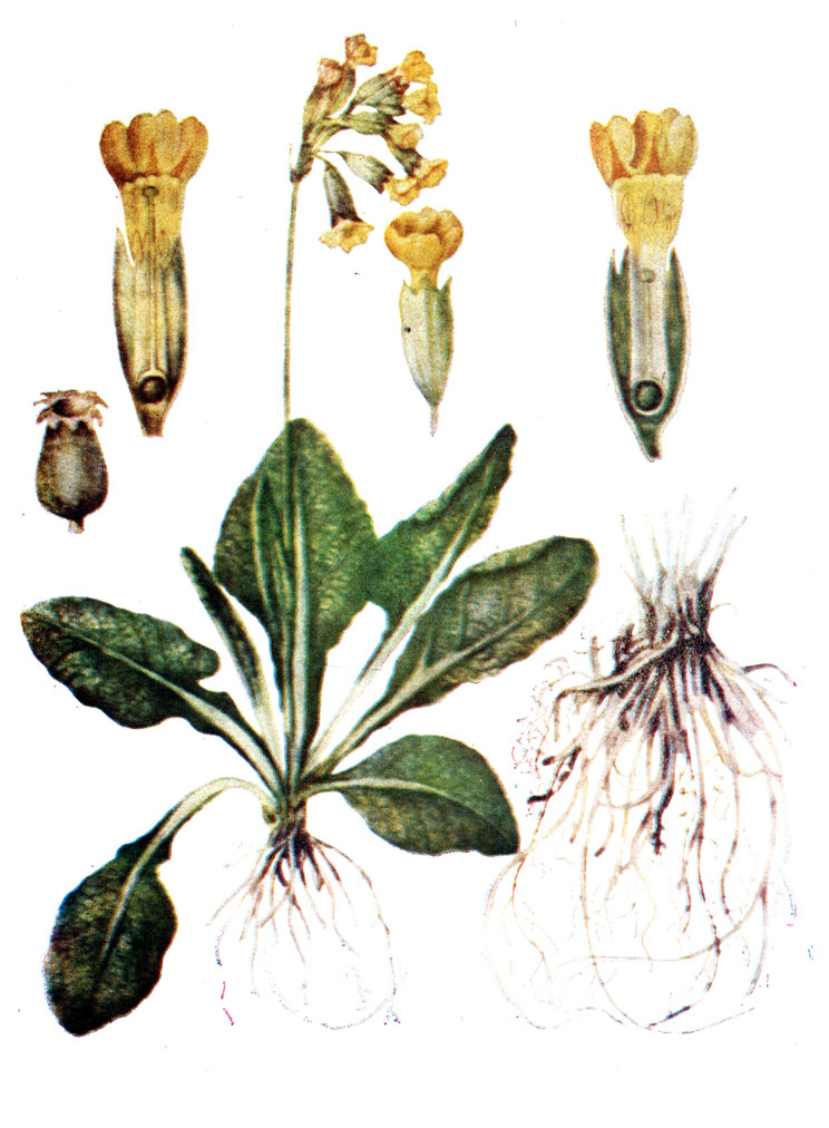 . 89. Primula officinalis (L.) Hill.  