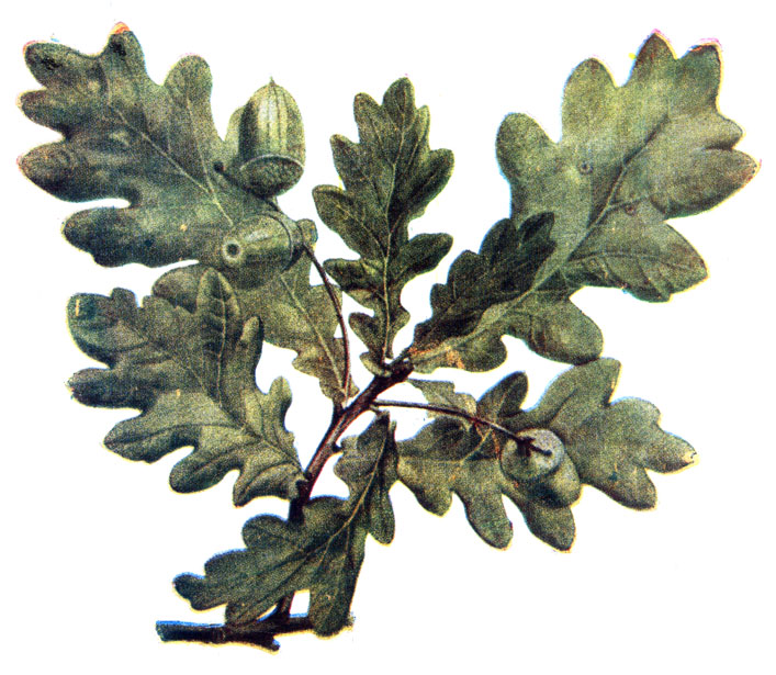 . 91. Quercus pedunculata L.  