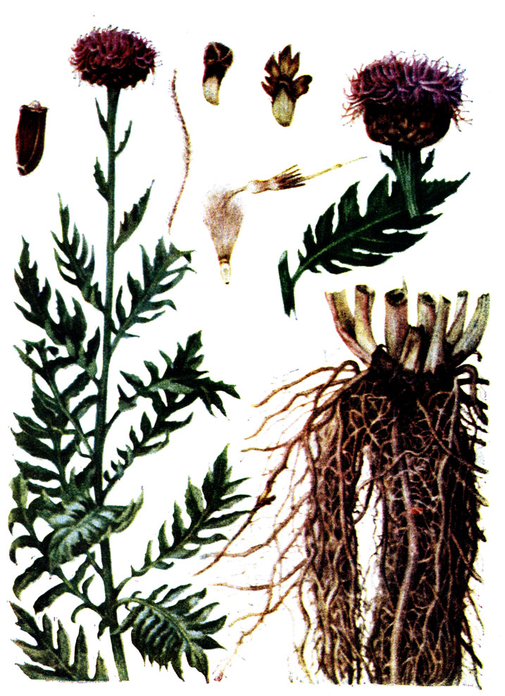 . 94.Rhaponticum carthamoides (Willd.) Iljin -  