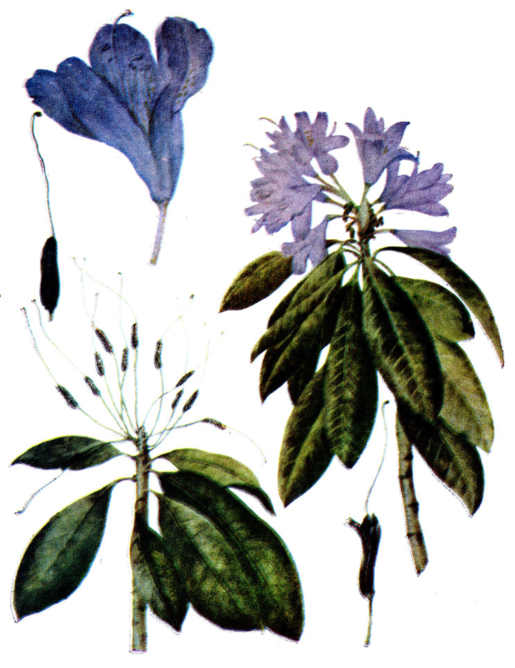 . 96. Rhododendron ponticum L.-  