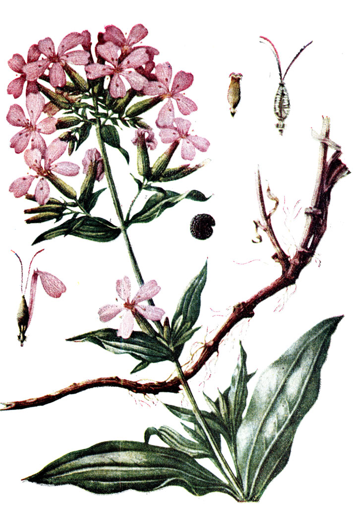 . 101. Saponaria officinalis L.   