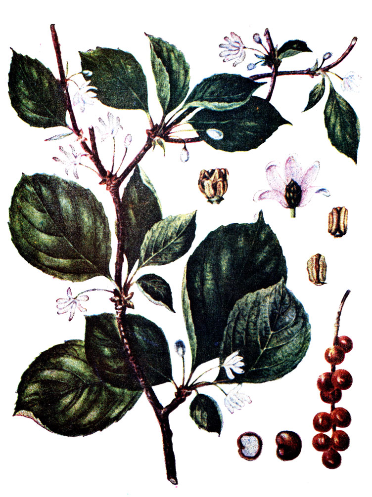 . 102. Schizandra chinensis (Turcz.) Baill.   