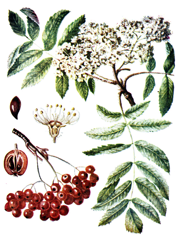 . 104. Sorbus aucuparia L.-   ( )