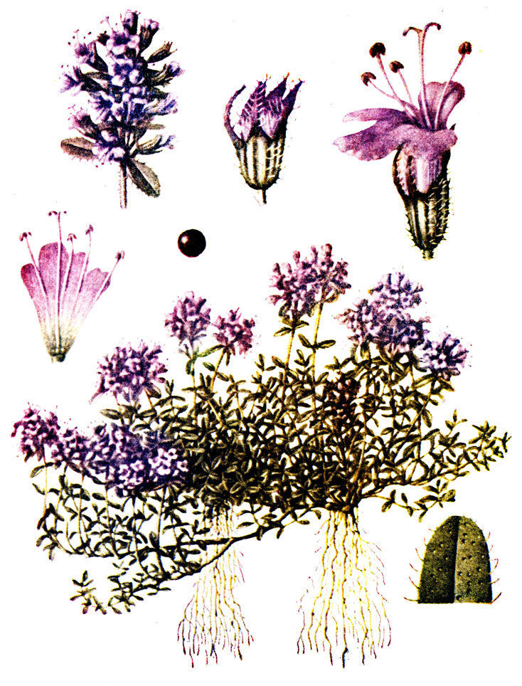 . 107. Thymus  serpyllum L.  