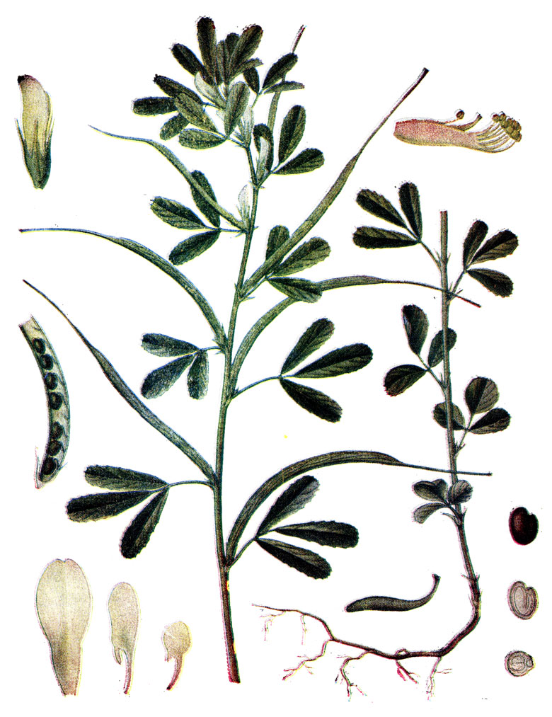 . 109. Trigonella foenumgraecum L.  