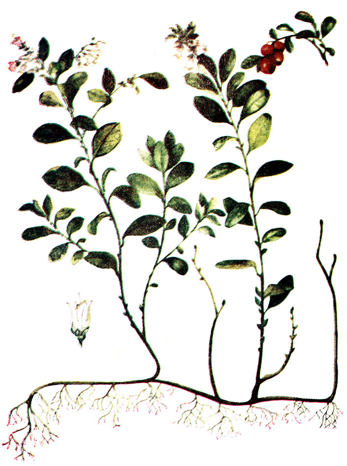. 112. Vaccinium vitis-idaea L.- 